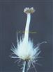  Pistil